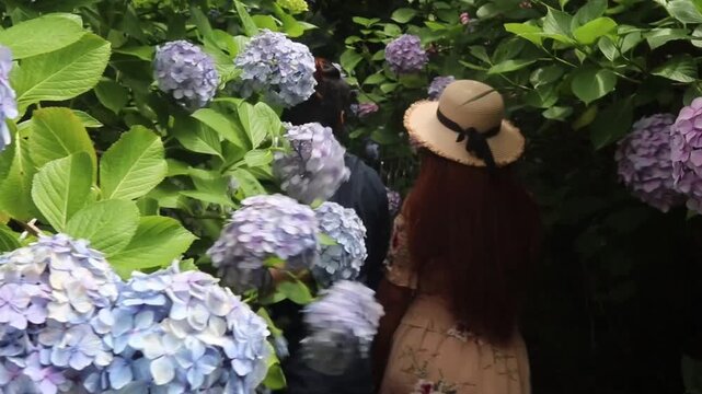 Romantic couple strolling through stunning garden filled with vibrant hydrangea flowers on a warm sunny day