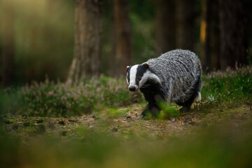 Badger at sunrise. European badger, Meles meles, in green pine forest. Hungry badger sniffs about food in moor. Beautiful black and white striped beast. Cute animal in nature habitat. Morning sunrays. © Vaclav