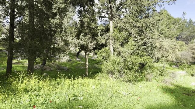 Trees and green grass in the Beit Keshet nature reserve in Israel, spring.