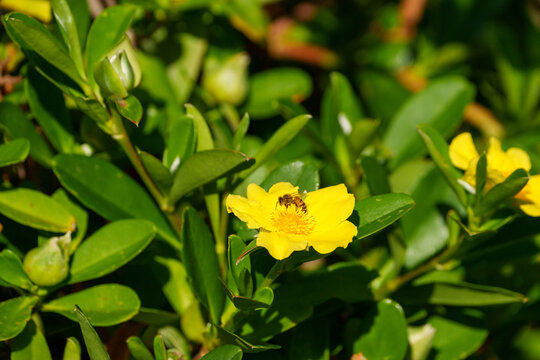 Twining Guinea Flower (Hibbertia scandens) growing and being pollinated by common honey bee (Apis mellifera) at Evans Head.