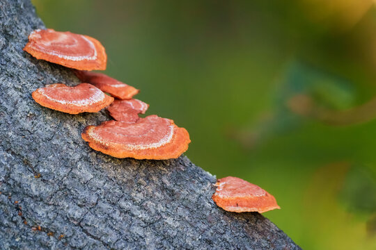 Group of orange bracket fungus or Pycnoporus coccineus growing on branch in shady part of forest at Evans Head.