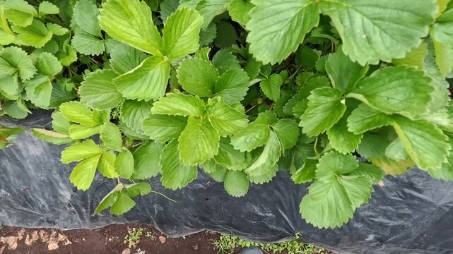 Vibrant Strawberry Fields: Close-Up Views of Lush Green Strawberry Plants in a Garden Setting