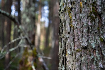 Obraz premium Close-up view of textured tree bark with moss in a dense forest setting, sunlight filtering through trees creating a natural atmosphere
