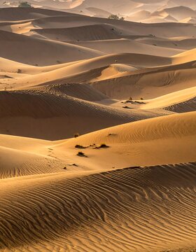 Golden sand dunes cascade across arid desert, ripples carved by wind, sparse vegetation dots the landscape