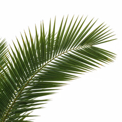 Obraz premium Green palm tree branch leaf
