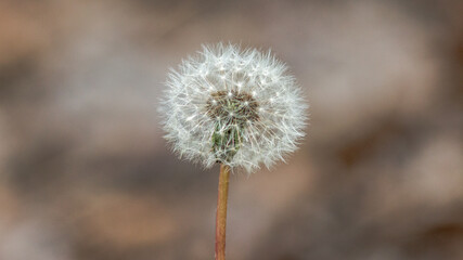 dandelion seed head