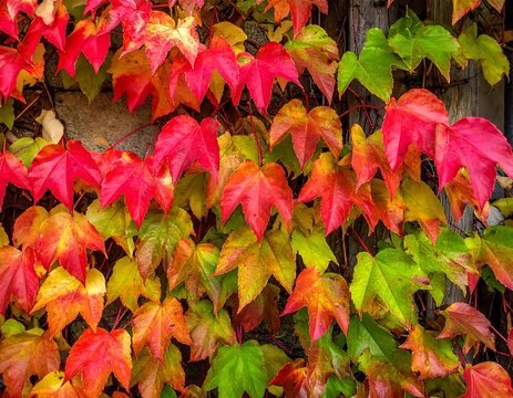 Colorful Virginia creeper leaves in varying shades of green, yellow, orange, and red covering a textured wall