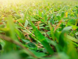 Obraz premium Green grass background. Close-Up Macro of Vibrant Green Grass in Soft Golden Sunlight