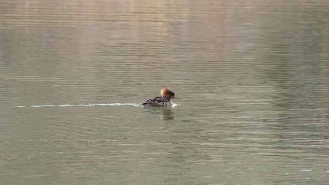 Hooded Merganser floating on a pond in southern Utah during mild winter.