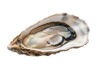 A close-up view of an open oyster shell isolated on transparent background