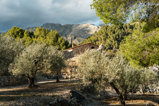 Olive trees in spring. Olive orchard in the mountains.

