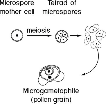 Coloring page with formation of male gametophyte in spruce. Sexual process in spruce from the microspore mother cell to the male gametophyte (pollen grain)