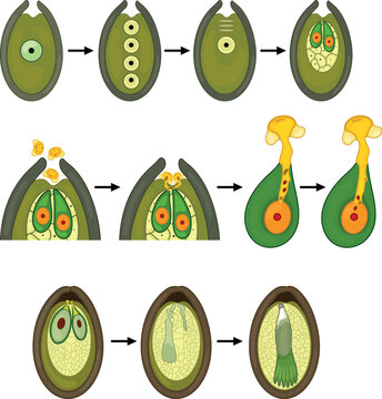 Stages of pollination and fertilization in spruce. Sexual process of spruce from formation of the female gametophyte to fertilization.