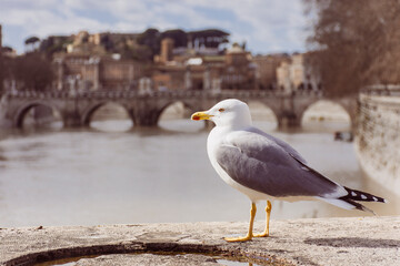 Mewa na tle Most Wiktora Emanuela II w Rzymie © Grzegorz Polak