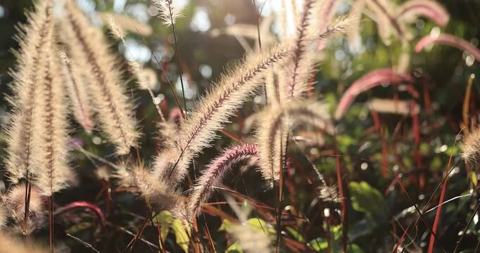 Foxtail grass in growth outdoor