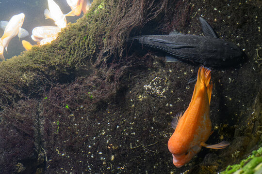 A large ancistrus near the surface with an orange fish in a top view.
