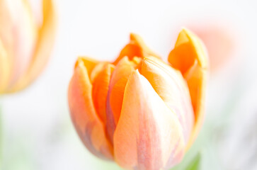 Tulpen orange hell makro Hintergrund