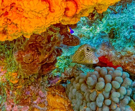 spotted trunkfish ,Lactophrys bicaudalis, off coast of Bonaire