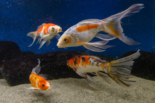 A beautiful fantail fish in an aquarium with others beneath the surface.
