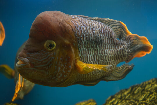 An adult fish with a hump on its head beneath the surface.