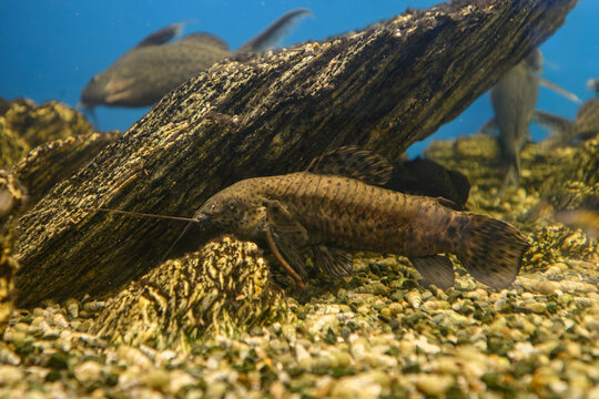 A brown freshwater catfish beneath the surface in an aquarium with stones.
