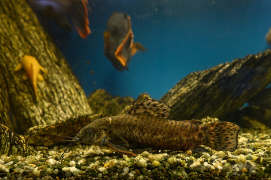 A brown freshwater catfish beneath the surface in an aquarium with stones.
