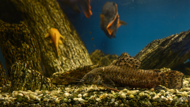 A brown freshwater catfish beneath the surface in an aquarium with stones.
