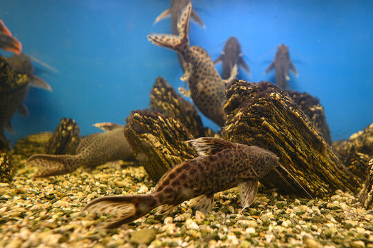 A brown freshwater catfish beneath the surface in an aquarium with stones.

