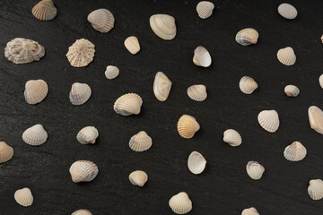 Seashell pattern top view. Sea shells textured background