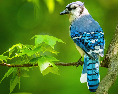 Blue Jay Perched on Branch. A blue jay sits gracefully on a tree branch, surrounded by lush green leaves. The vibrant colors of the bird contrast beautifully with the natural background.