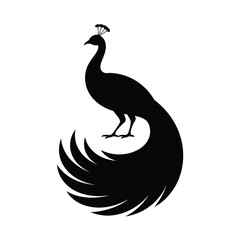 Fototapeta premium Black silhouette of a peacock with a fan-shaped tail white bird de