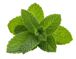 Fresh green mint leaves aromatic herb for culinary and medicinal uses. © Maria