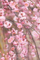 日本の梅園の梅