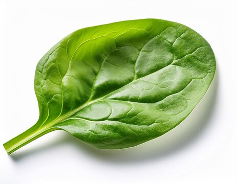 fresh green spinach leaf isolated on white background