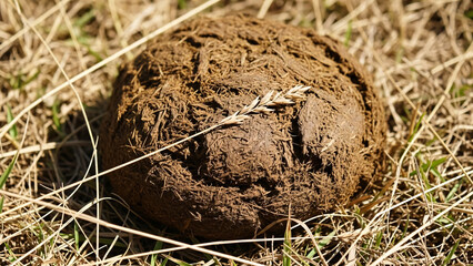 Cow Dung on Dry Grassy Field.