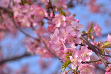 Fototapeta premium 桜 春 岡山 中国地方