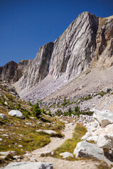 Fototapeta premium Snowy Range Mountains | Summer Wildflowers | Laramie, Wyoming
