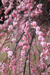日本の梅園の梅