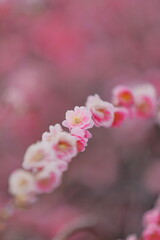 日本の梅園の梅