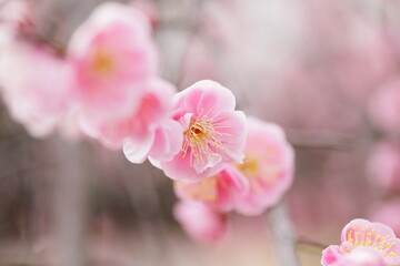 日本の梅園の梅