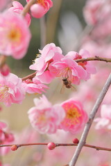 日本の梅園の梅