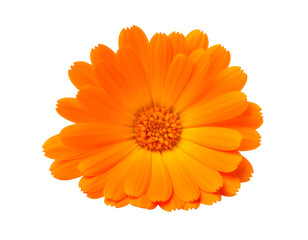 Vibrant orange calendula flower isolated on a clean white background.