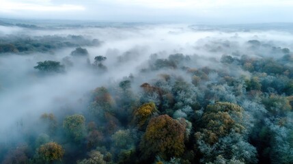 Obraz premium A thick layer of fog surrounds a dense forest in the early morning. Tall trees with colorful foliage are partially hidden in the mist creating a mysterious landscape.