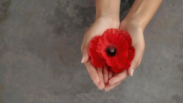 A Gentle Offering: Delicate hands cradle vibrant poppy blooms, symbolizing remembrance and respect against a backdrop of understated elegance.