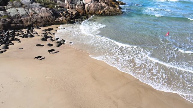 Aerial view of two dogs playing on the shoreline of Santinho Beach in Florianopolis, Brazil, with rocky cliffs, ocean waves and a red warning flag on a sunny day.
