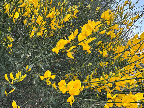 Spanish broom plant (Spartium junceum)
