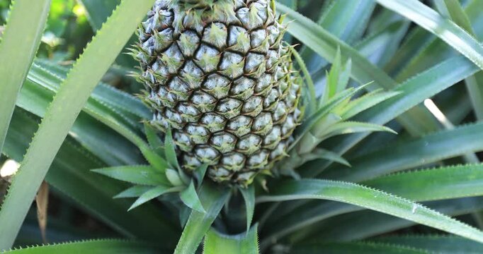 Pineapple grow on tree in the garden