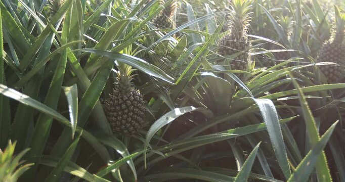 Pineapple grow on tree in the garden