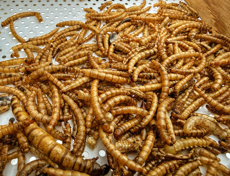 Dried mealworms close-up on a perforated, suspended, open-tray, platform bird feeder. Mealworms are a nutritious, protein-rich food that attract insect-eating birds.