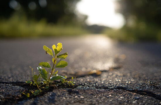 Young sprout of a small green plant growing through cracks in an asphalt road under sunlight